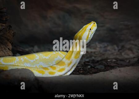 Burmesische Albino-Python (Python Bivittatus) Stockfoto