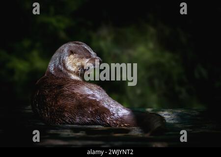 Neotropischer Fluss Otter (Lontra Longicaudis) Stockfoto