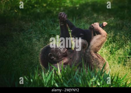 Schimpansenmutter und Kind spielen (Pan troglodytes) Stockfoto