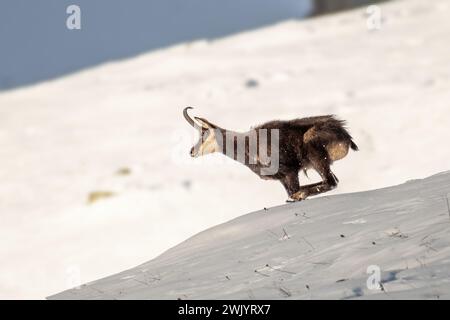 AlpenGämse (Rupicapra rupicapra), männlich, mit halsbrecherischer Geschwindigkeit einen schneebedeckten Hang hinunter, italienische Alpen. Januar. Stockfoto