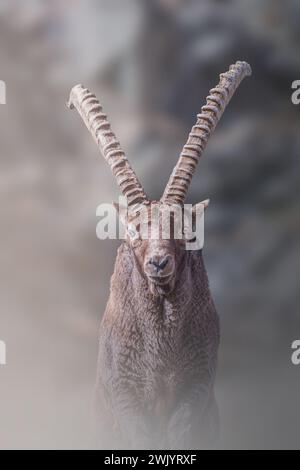 Beeindruckender, massiver männlicher Steinbock Portait, der eine wilde Bergziege mit riesigen Hörnern in sanftem Morgenlicht darstellt. Italienische Alpen, Naturpark Monviso Stockfoto