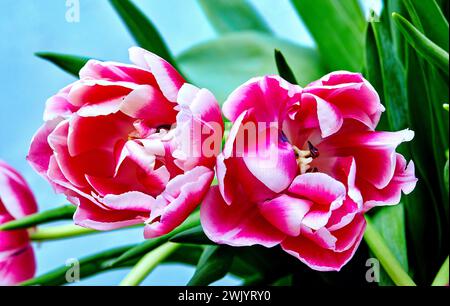 Bild von zwei geöffneten Tulpenknospen rosa Pfingstrose Columbus Stockfoto