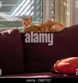 Eine Ingwerkatze, die auf der Rückenlehne eines karmesinroten Sofas liegt und das Sonnenlicht genießt, das durch die Fensterläden hereinkommt. Stockfoto