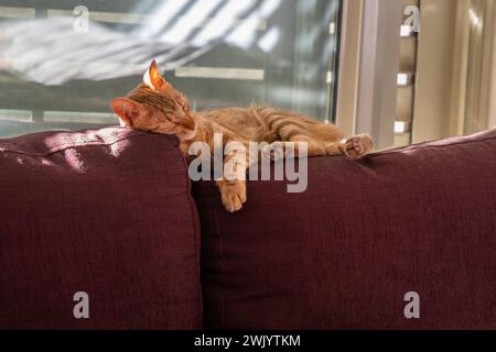 Eine Ingwerkatze, die auf der Rückenlehne eines karmesinroten Sofas schläft und das Sonnenlicht genießt, das durch die Fensterläden hereinkommt. Stockfoto