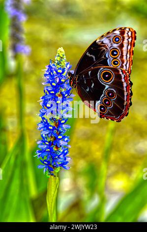 Blaue morpho butterfly Lateinischer Name Morpho peleides auf einem Dactylorhiza marsh Orchidee oder getupft Orchidee Stockfoto