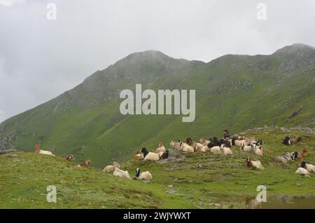 Schafe, die auf Weiden grasen Stockfoto