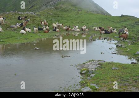 Schafe, die auf Weiden grasen Stockfoto