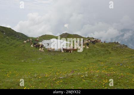 Schafe, die auf Weiden grasen Stockfoto