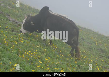 Schafe, die auf Weiden grasen Stockfoto