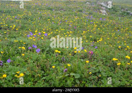 Alpenzone himalaya Region in Pakistan Stockfoto