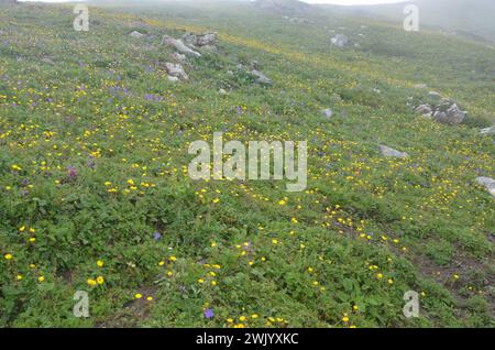 Alpenzone himalaya Region in Pakistan Stockfoto