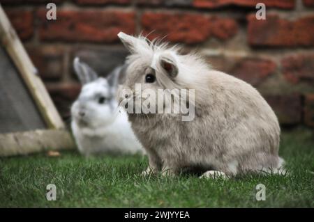 Junge sandfarbene Zwergkaninchen mit Löwenkopf in einem Garten Stockfoto