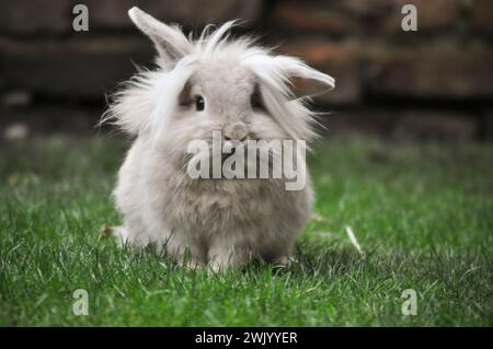 Junge sandfarbene Zwergkaninchen mit Löwenkopf in einem Garten Stockfoto