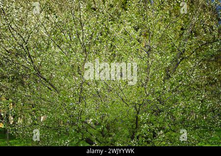 Frühlingstag. Blühender Garten. Frühlingslandschaft. Kirschblüten, Frühlingsblumen auf dem blauen Himmel unter hellem Sonnenlicht - Frühlingsblumenhintergrund.Floral Stockfoto