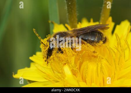 Natürliche Nahaufnahme auf einer weiblichen Bergbaubiene, Andrena humilis, voll bedeckt mit gelbem Löwenzahnpollen Stockfoto