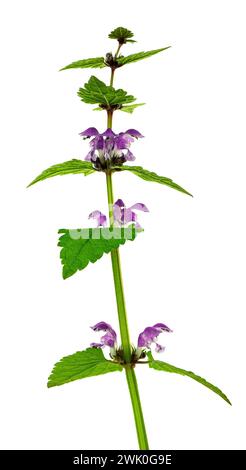 Rote Totnessel auf hellem Hintergrund. Lamium purpureum, bekannt als rote oder violette Brennnessel. Isoliert. Wilde Frühlingsblumen. Stockfoto