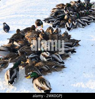 Männliche und weibliche Stockenten im Winter im Schnee Stockfoto