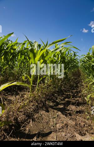 Zea mays - Maisfeld im Frühsommer. Stockfoto