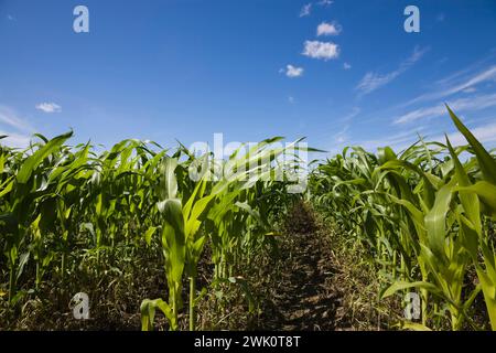 Zea mays - Maisfeld im Frühsommer. Stockfoto