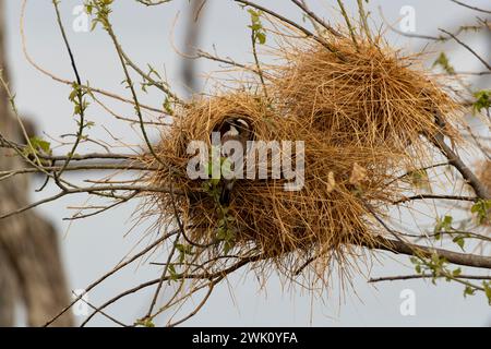 Weißbräunliche Sparrow-Weaver Building its Nest, Chobe National Park, Botswana Stockfoto