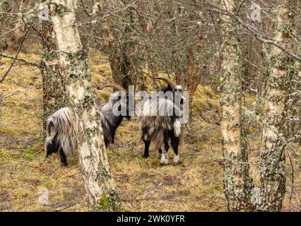 Zwei weiße und schwarze Bergziegen in Birkenbäumen Stockfoto