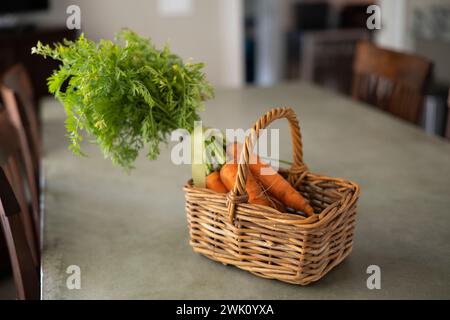 Frisch aus dem Garten, ein Haufen Karotten in einem Korb auf einem Küchentisch Stockfoto