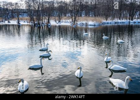 Singschwäne (Cygnus cygnus) schwimmen in einem See. Teshikaga, Hokkaido, Japan. Stockfoto