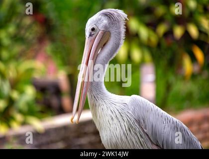 Anmutige pinkfarbene Pelikane waten durch die Gewässer Subsahara-Afrikas, eine ruhige Präsenz in Feuchtgebieten. Stockfoto