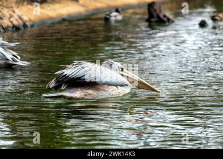 Anmutige pinkfarbene Pelikane waten durch die Gewässer Subsahara-Afrikas, eine ruhige Präsenz in Feuchtgebieten. Stockfoto