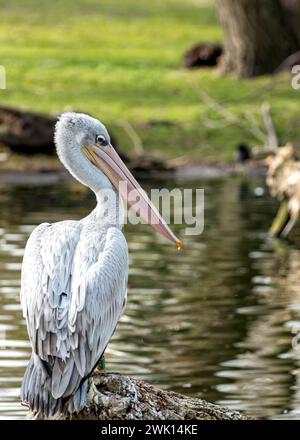 Anmutige pinkfarbene Pelikane waten durch die Gewässer Subsahara-Afrikas, eine ruhige Präsenz in Feuchtgebieten. Stockfoto