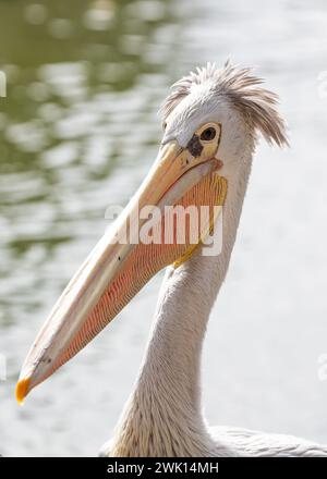 Anmutige pinkfarbene Pelikane waten durch die Gewässer Subsahara-Afrikas, eine ruhige Präsenz in Feuchtgebieten. Stockfoto