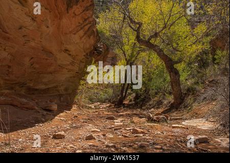 Ein angenehmer Ort am Mica Mine Trail in der Nähe von Grand Junction, Colorado Stockfoto