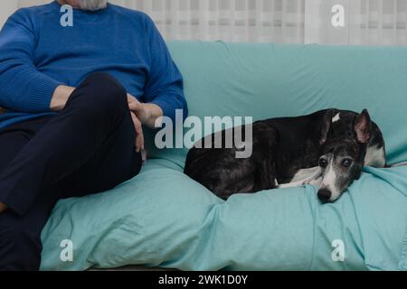 Im Vordergrund ist der windhund des Reifen Mannes dargestellt, der neben ihm auf dem Sofa in ihrem Haus liegt, bedeckt mit einem türkisfarbenen Tuch. Stockfoto