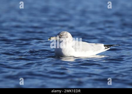 Eine Ringmöwe Larus delawarensis schwimmt im Winter auf blauem Wasser Stockfoto