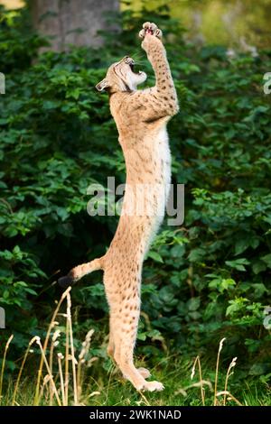 Eurasischer Luchs (Lynx Luchs) in der Luft springen, jagen, Bayern, Deutschland Stockfoto