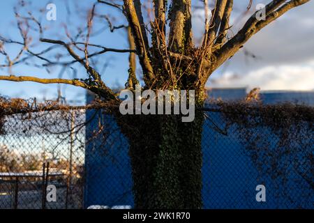 Baltimore, Maryland, USA. Februar 2024. Baum und Zaun, Stadtviertel Towanda, Samstag, 17. Februar 2024 in Baltimore, Maryland. (Kreditbild: © Eric Kayne/ZUMA Press Wire) NUR REDAKTIONELLE VERWENDUNG! Nicht für kommerzielle ZWECKE! Stockfoto