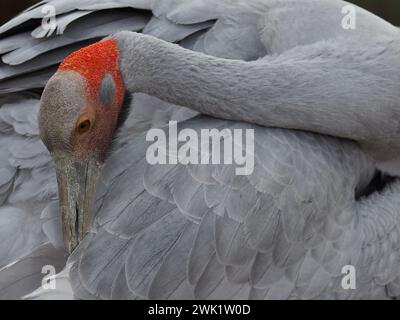 Anmutige, stilvolle Brolga, die ihr spektakuläres Seidengefieder vorräumt. Stockfoto