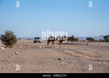 Kamele überqueren die Straße vor dem Toyota Landcruiser des ungarischen Teams in der Wüste in Richtung Assa, Marokko. Die Amateurrallye Budapest-Bamako feierte den 15. Lauf. Sie begann am 30. Januar in Fes, Marokko, und endet am 12. Februar in Freetown, Sierra Leone. Die ursprüngliche Strecke wurde aus offensichtlichen Sicherheitsgründen wie beim Rennen Paris-Dakar neu organisiert, gleichzeitig aber auch die Strecke verlängert. Im Laufe der Jahre wurde die Amateurrallye Budapest-Bamako zu einem der längsten und anspruchsvollsten Rennen der Welt. (Foto: Krisztian Elek/SOPA Images/SIPA USA) Stockfoto