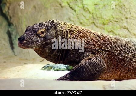 Komodo-Drache, auch Komodo-Monitor genannt, ist ein Mitglied der Warane-Familie Varanidae, die auf den indonesischen Inseln endemisch ist Stockfoto