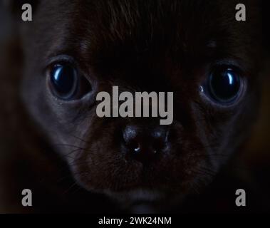 Nahporträt eines kleinen braunen chihuahua männlichen Hündchens. Stockfoto