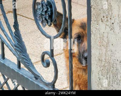 Blick auf den Schutzhüter. Deutscher Schäferhund, der mit Vorsicht durch eine geschmiedete Metalltür guckt. Stockfoto