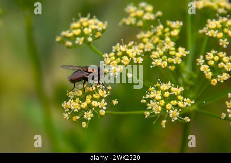 Sydney, Australien, die Blowfly auf einer Dillpflanze Stockfoto