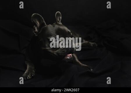 Eine schwarze französische Bulldogge auf schwarzem Hintergrund in Ruheposition Stockfoto