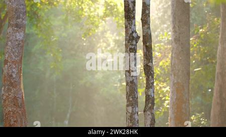 Sonnenlicht filtert durch Waldbäume. Natur und Ruhe. Stockfoto