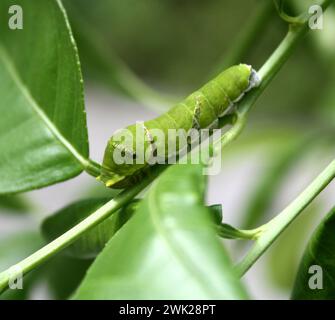 Gewöhnlicher Mormonenfalter (Papilio polytes) raupe im fünften und letzten Stadium : (Bild Sanjiv Shukla) Stockfoto