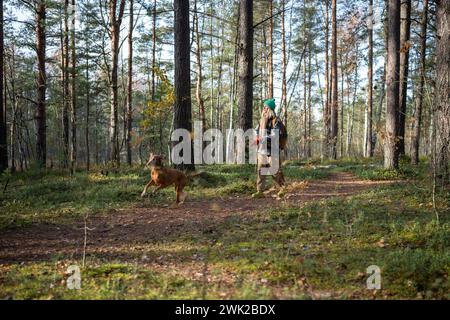 Tierliebhaber wandern im skandinavischen Kiefernwald mit reinrassigem Hund, der springt, läuft und herumfliegt Stockfoto