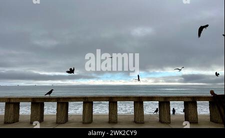 Montecito, CA, USA. Februar 2024. Möwen und Krähen in einem rasenden Atem unter grauem Himmel mit nur einem Hauch von Babyblau lassen den nächsten drohenden Sturm an der prekären zentralen Küste von CaliforniaÃs vorausahnen. Sturmwarnungen und bevorstehende Evakuierungen sind bereits für diesen nächsten Regen-, Wind- und Brandanfall in Kraft. (Kreditbild: © Amy Katz/ZUMA Press Wire) NUR REDAKTIONELLE VERWENDUNG! Nicht für kommerzielle ZWECKE! Stockfoto