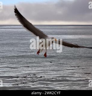 Montecito, CA, USA. Februar 2024. Möwen unter grauem Himmel mit nur einem Hauch von Babyblau deuten auf den nächsten bevorstehenden Sturm an der prekären zentralen Küste von CaliforniaÃs hin. Sturmwarnungen und bevorstehende Evakuierungen sind bereits für diesen nächsten Regen-, Wind- und Brandanfall in Kraft. (Kreditbild: © Amy Katz/ZUMA Press Wire) NUR REDAKTIONELLE VERWENDUNG! Nicht für kommerzielle ZWECKE! Stockfoto