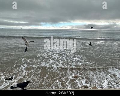 Montecito, CA, USA. Februar 2024. Möwen und Krähen in einem rasenden Atem unter grauem Himmel mit nur einem Hauch von Babyblau lassen den nächsten drohenden Sturm an der prekären zentralen Küste von CaliforniaÃs vorausahnen. Sturmwarnungen und bevorstehende Evakuierungen sind bereits für diesen nächsten Regen-, Wind- und Brandanfall in Kraft. (Kreditbild: © Amy Katz/ZUMA Press Wire) NUR REDAKTIONELLE VERWENDUNG! Nicht für kommerzielle ZWECKE! Stockfoto