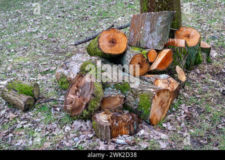 Baumstämme für Brennholz im Garten auf einer Wiese Stockfoto